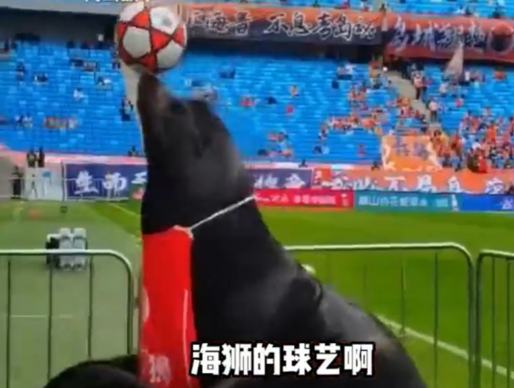 齐鲁德比引入海狮表演 现场顶球引球员侧目
